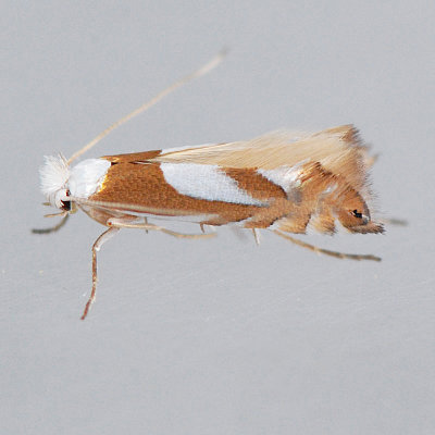 752 Phyllonorycter fitchella