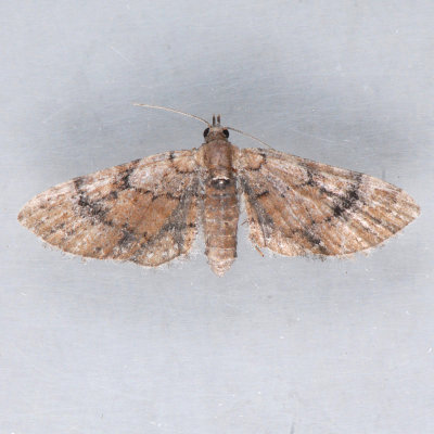 7453 Peck's Pug Moth  Eupithecia peckorum