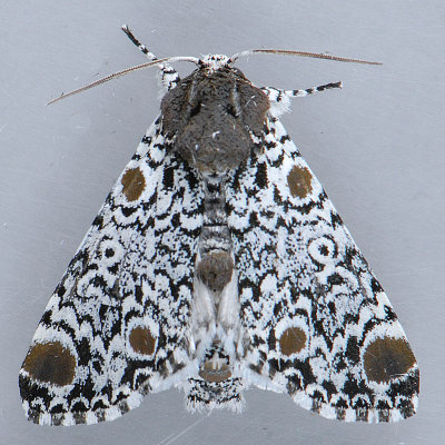 Noctuidae (8880 - 9324)