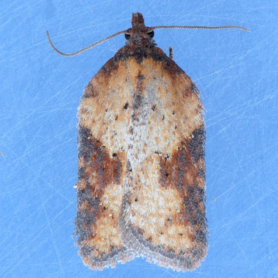 3527  Schaller's Acleris Moth - Acleris schalleriana