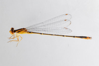 Male