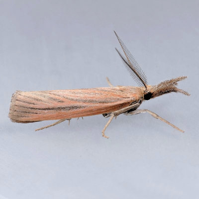 5438  Thaumatopsis edonis