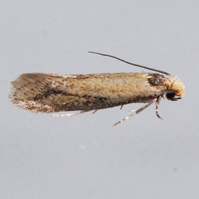 301 Homostinea curviliniella