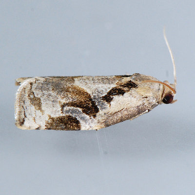 3660 Gray Archips – Archips grisea