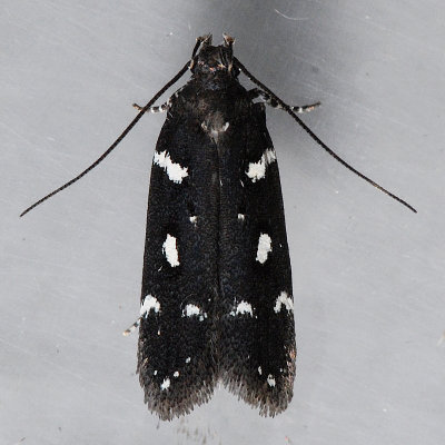  2187  Six-spotted Aroga Moth -  Aroga compositella