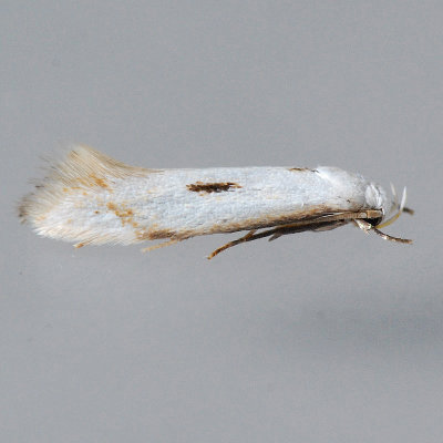 1127 Elachista albidella