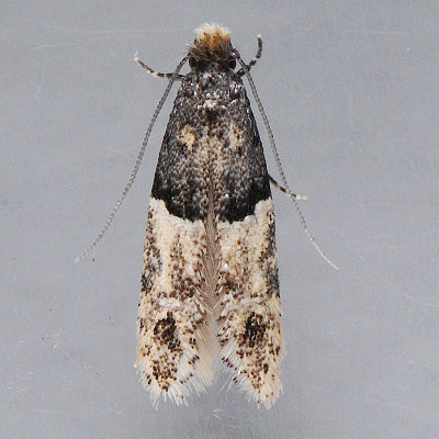 283 Oenoe hybromella