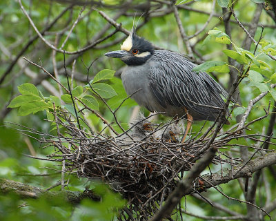 2010 Neighborhood nest