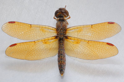 Eastern Amberwing