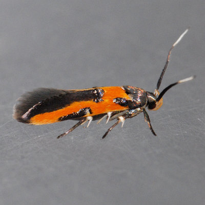1467 Kermes Scale Moth – Euclemensia bassettella