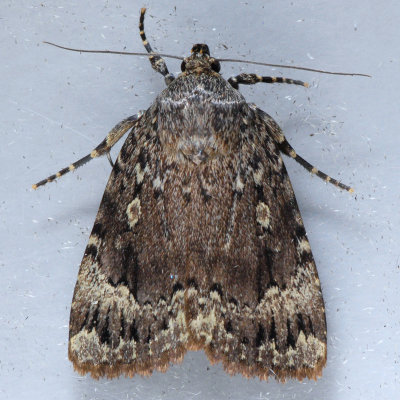  9638 Copper Underwing Moth - Amphipyra pyramidoides