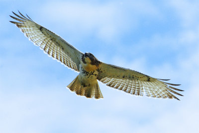 Red-tailed Hawk