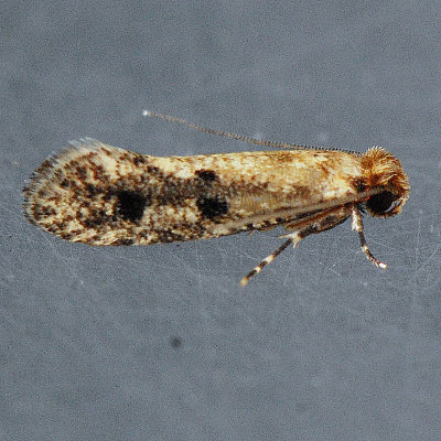 412 Niditinea orleansella