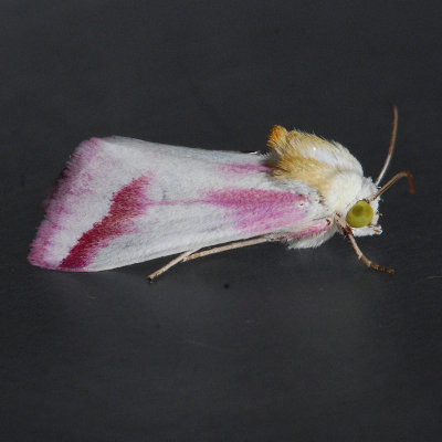 Noctuidae (10218+)