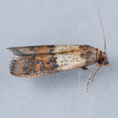 6019 Indian Meal Moth - Plodia interpunctella