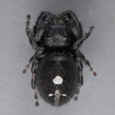 Phidippus audax - Bold Jumper