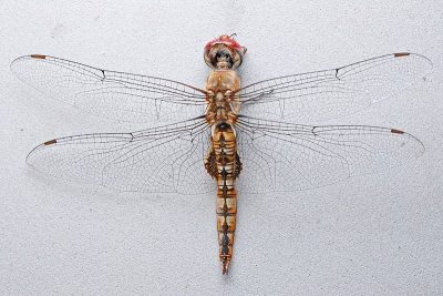 Spot-winged Glider - Pantala hymenaea