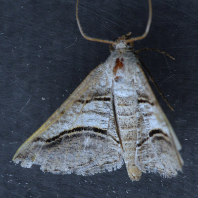 6363 Digrammia excurvata ??