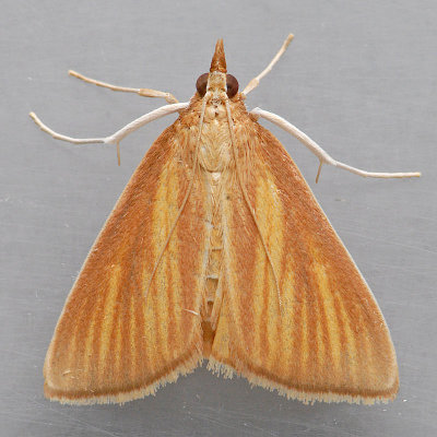 4937 Streaked Orange Moth - Nascia acutella