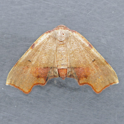 6843 Fervid Plagodis - Plagodis fervidaria