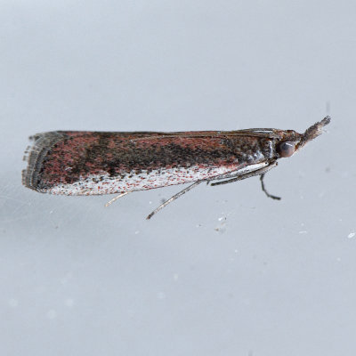 6067 Atascosa glareosella