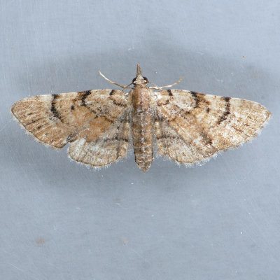 7449 Eupithecia palpata