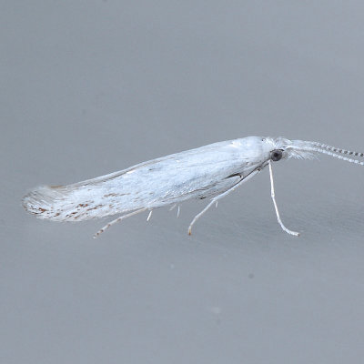 1261 Coleophora querciella