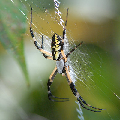 Black and Yellow Argiope