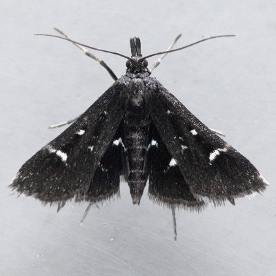 5173  Diasemiodes nigralis