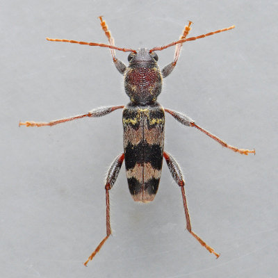 Rustic Borer - Xylotrechus colonus