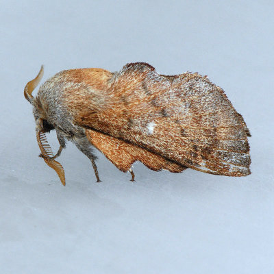 7686 Southern Lappet Moth - Phyllodesma occidentis