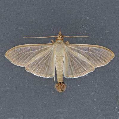 5215 The Alamo Moth  Condylorrhiza vestigialis