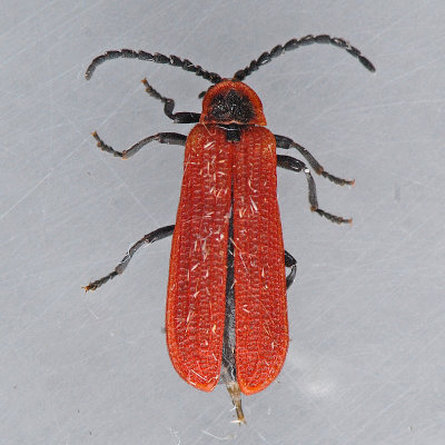 Golden Net-wing Beetle - Dictyoptera aurora