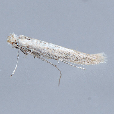 466 Morning-Glory Leaf Miner - Bedellia somnulentella