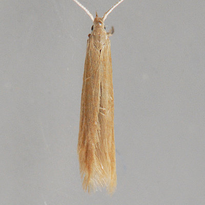 1378 Coleophora glaucicolella