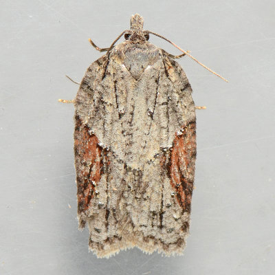3509 Acleris ptychogrammos