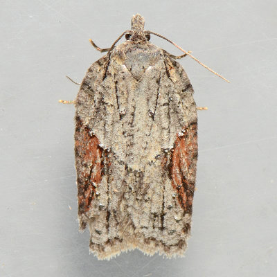 3509  Acleris ptychogrammos