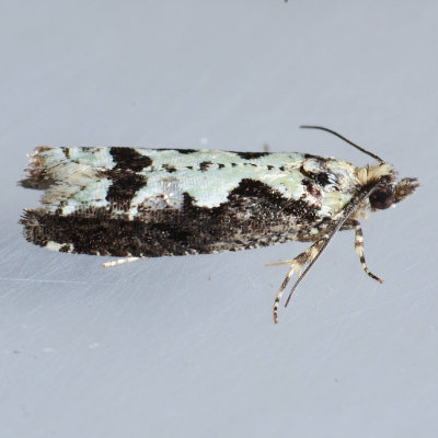 3273  Filigreed Moth - Chimoptesis pennsylvaniana