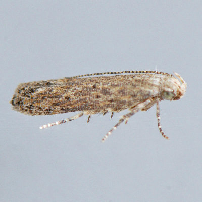2047 Tomato Pinworm Moth - Keiferia lycopersicella