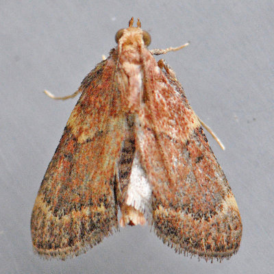  5526  Red-shawled Moth -Pseudasopia intermedialis