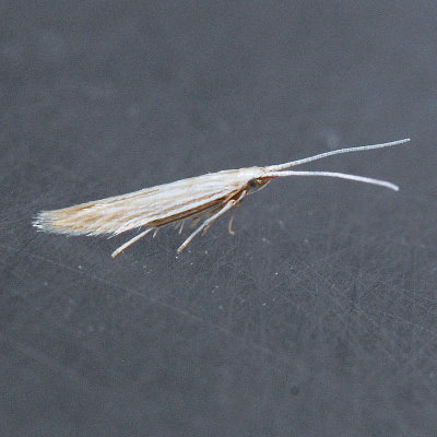 1358 Coleophora quadrilineella