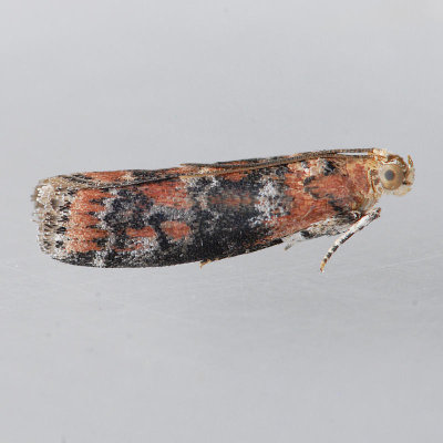 5804 Sciota rubrisparsella