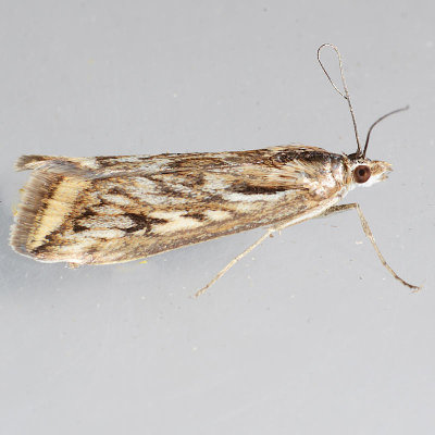 5017  Alfalfa Webworm Moth  Loxostege cereralis
