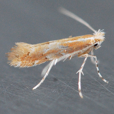 723 Goldenrod Leaf Miner - Cremastobombycia solidaginis