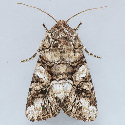 10317 Capsule Moth  Hadena capsularis