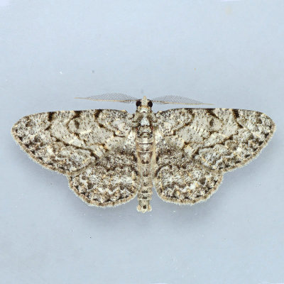 6439 Umber Moth - Hypomecis umbrosaria