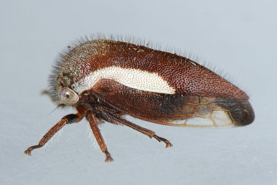 Ophiderma flavicephala
