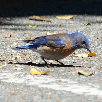 Mountain Bluebird - Palomar Mtn. State Park