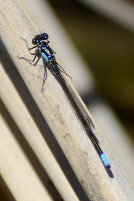 Pacific Forktail - Palomar Mtn. State Park