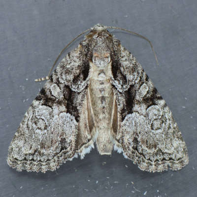 9413 Neoligia tonsa